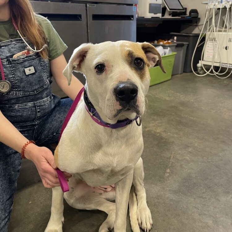 Nova