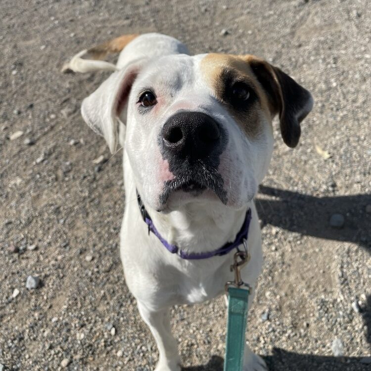 Nova
