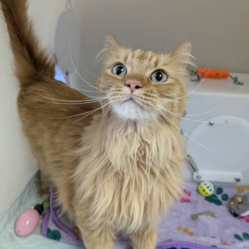 Simba