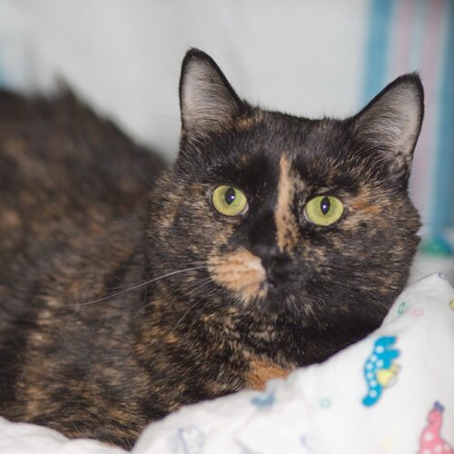 Sabrina – I’m at Petco!
