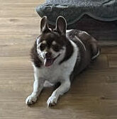 joeyears Sammy & Joey- Contact our foster!