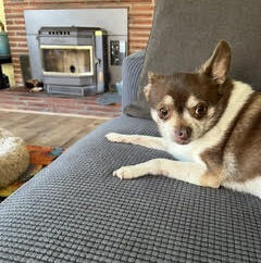 joeyfireplace Sammy & Joey- Contact our foster!