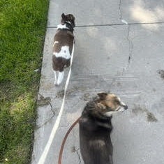 joeywalking Sammy & Joey- Contact our foster!