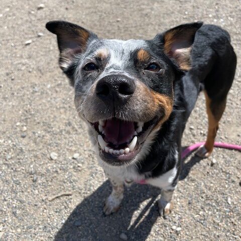 Pip