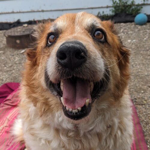 Ranger- Adoption Fee Sponsored