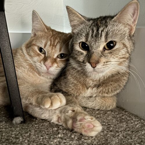 Rogue & Gambit – we’re a bonded pair!