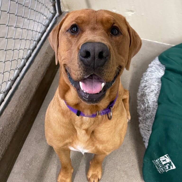 Roscoe