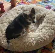 sammybed Sammy & Joey- Contact our foster!