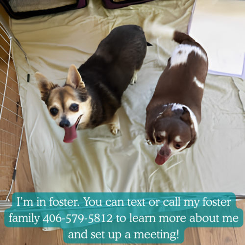 Sammy & Joey- Contact our foster!