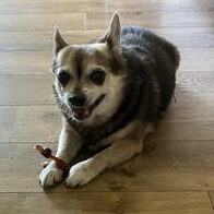 sammytreat Sammy & Joey- Contact our foster!
